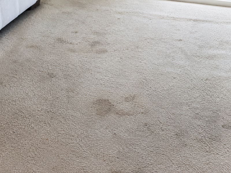 Carpet cleaning Melbourne before