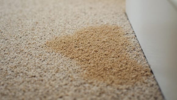 Pet urine stain on carpet